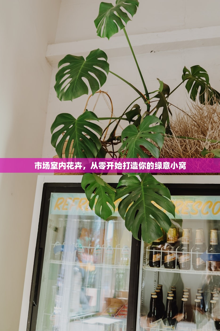 市场室内花卉,从零开始打造你的绿意小窝 市场室内花卉,从零开始打造你的绿意小窝